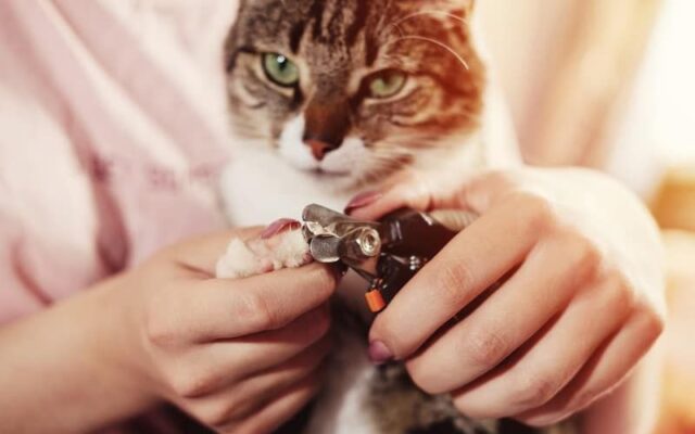 Những điều cấm kỵ khi nuôi mèo