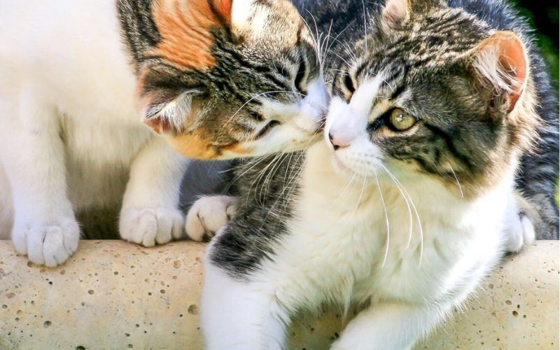 Hướng dẫn nuôi mèo con mới về nhà