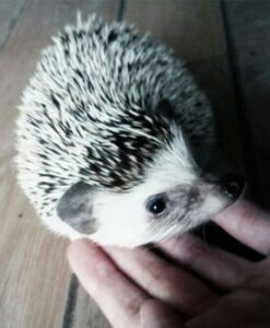 Nhím Kiểng Muối Tiêu