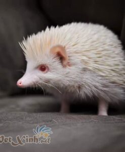 nhím kiểng trắng