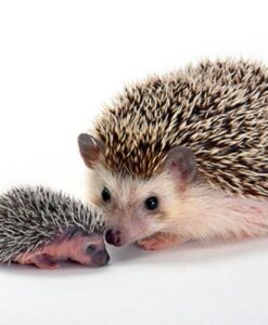 Nhím kiểng Socola Đậm