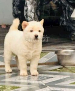 bé cún Shiba trắng