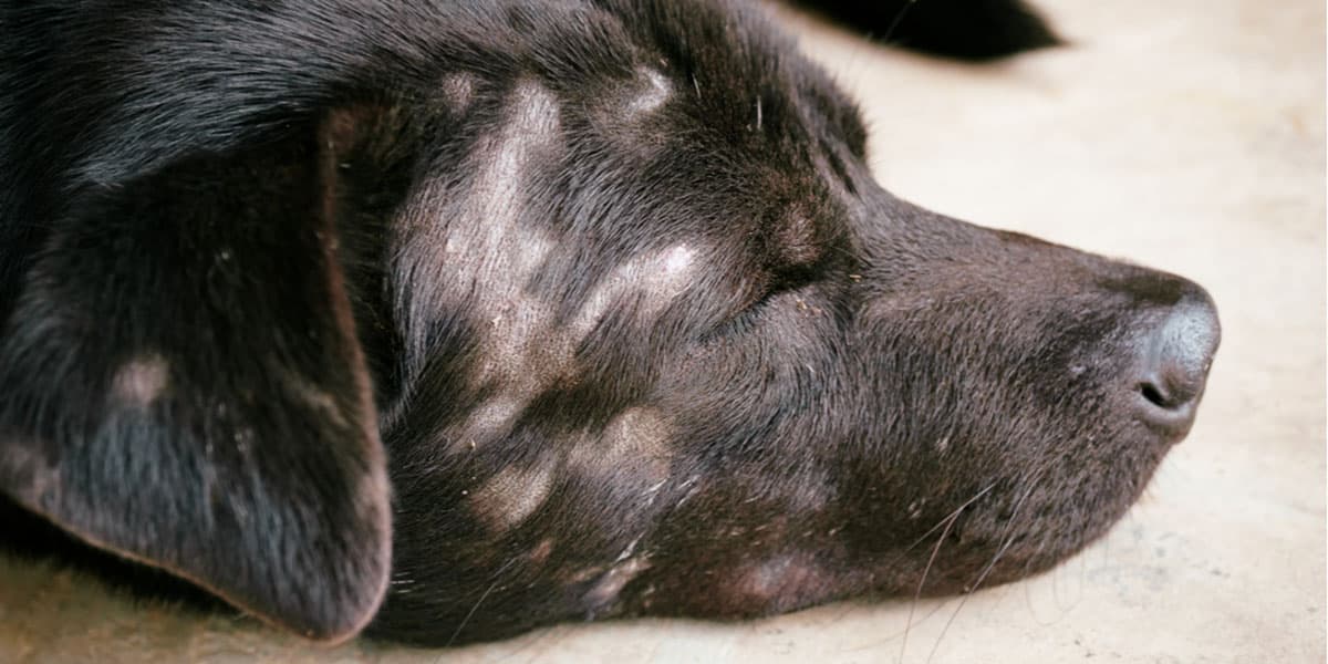 Dấu hiệu chó bị nấm da