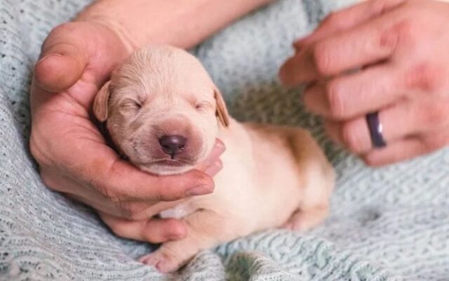 Cách nuôi chó con mới đẻ bị mất mẹ