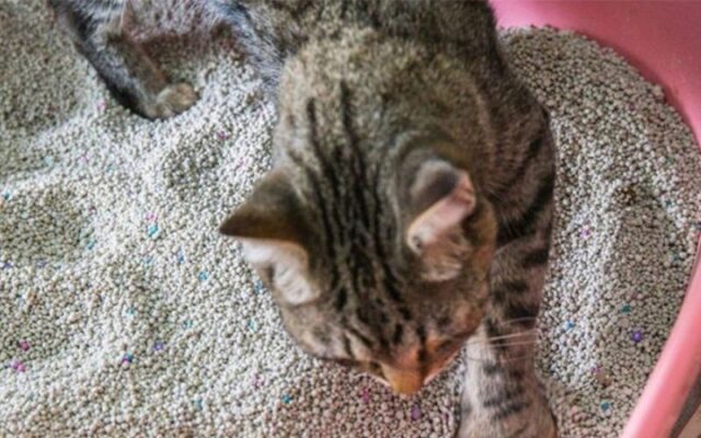 Hướng dẫn nuôi mèo con mới về nhà