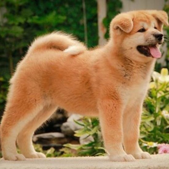 cho-akita chó akita