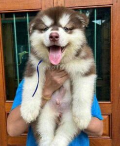 Chó alaska