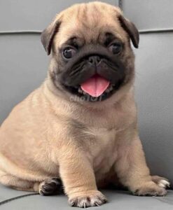 Chó pug