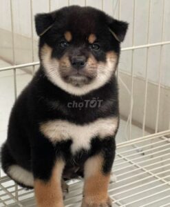 chó shiba