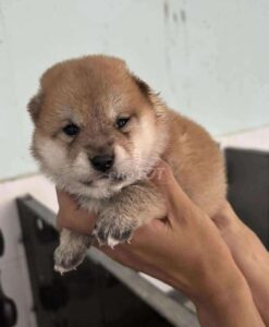 Chó shiba