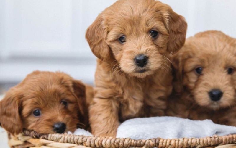 Cách nuôi chó con 2 tháng tuổi