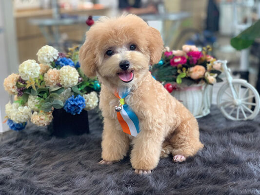 chó poodle có dễ nuôi không