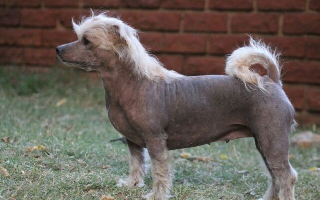 Chó bị hôi lông