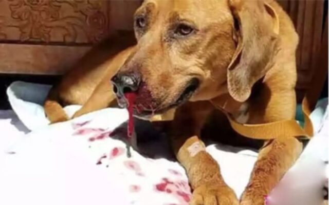 Chó bị ký sinh trùng máu