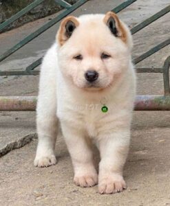 chó H’Mông đuôi cộc