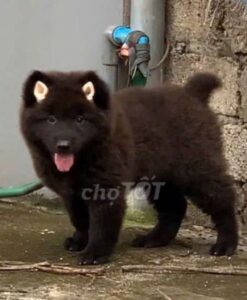 chó H’Mông đuôi cộc