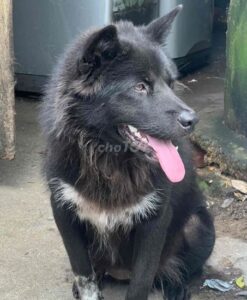 chó H’Mông đuôi cộc