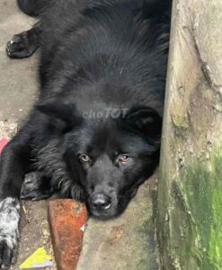 chó H’Mông đuôi cộc