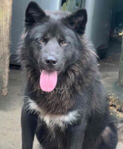 chó H’Mông đuôi cộc