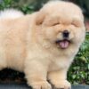 Chó chow chow