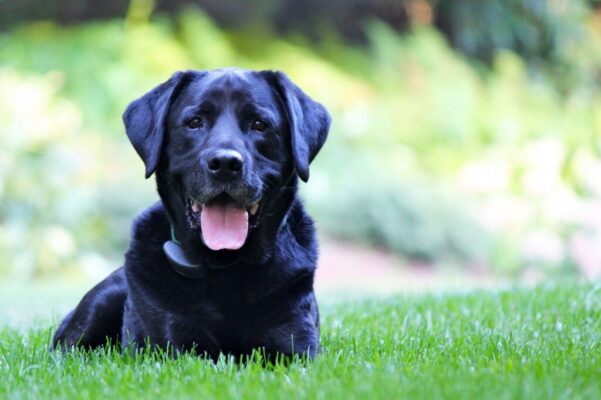 nuôi chó đen tuyền có tốt không
