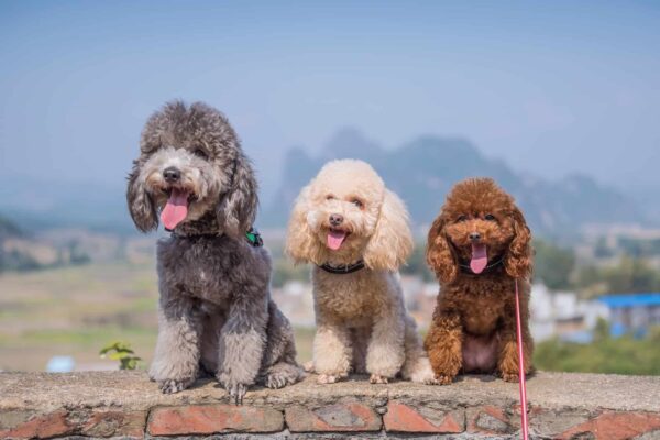 Tuổi thọ chó Poodle