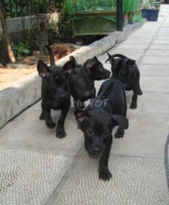 Chó phú quốc đen tuyền