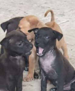 Chó Phú Quốc Mực Đen Tuyền