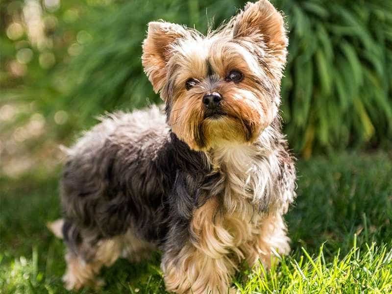 Giá chó Yorkshire Terrier sinh sản trong nước
