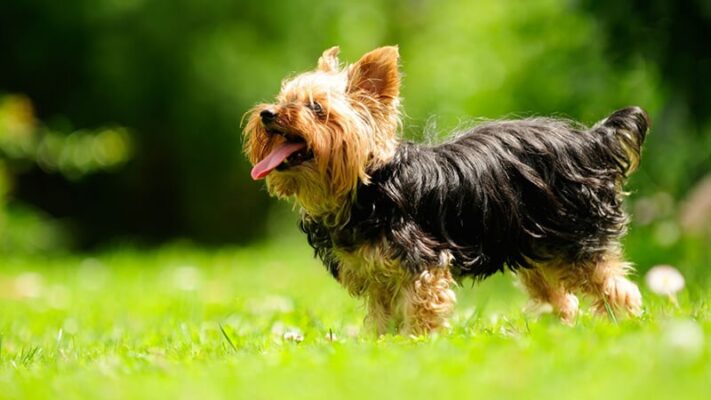 Chó Yorkshire Terrier giá bao nhiêu
