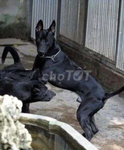 Chó phú quốc đen tuyền