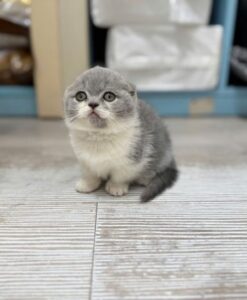 mèo anh lông ngắn