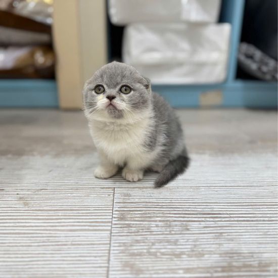 Thiết kế chưa có tên mèo anh lông ngắn