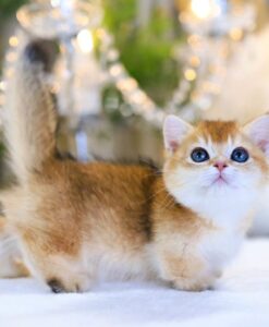 mèo anh lông ngắn