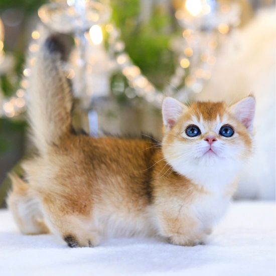 me-anh-long-ngan-mau-golden-ma-ALN4466-1510x2013 mèo anh lông ngắn