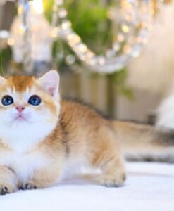 mèo anh lông ngắn