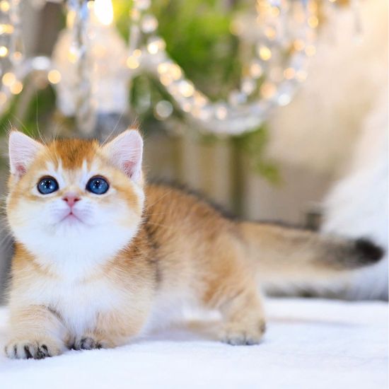 meo-anh-long-ngan-chan-lun-xinh-ma-ALN4466-1510x2013 mèo anh lông ngắn