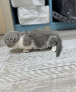 mèo anh lông ngắn