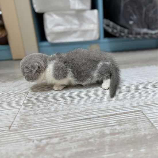 meo-anh-long-ngan-xinh-ma-ALN4471-1510x1133 mèo anh lông ngắn