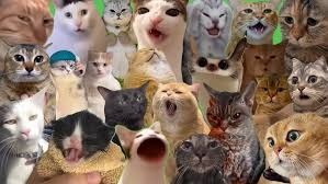 ngày quốc tế mèo