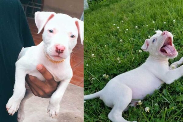 Chó Trắng Mũi Đỏ Là Gì