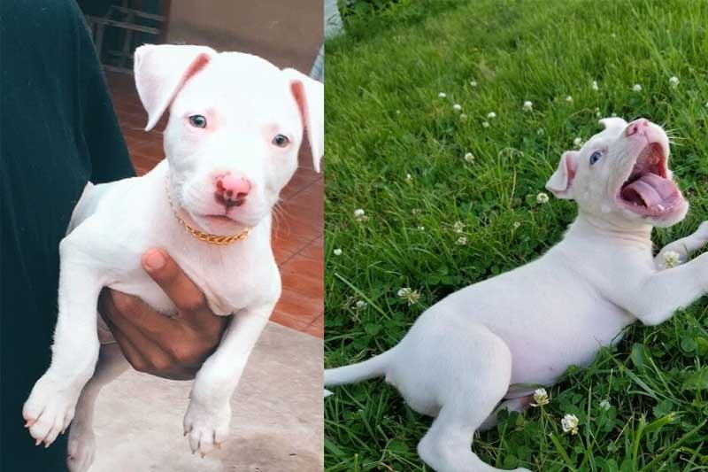 Chó Trắng Mũi Đỏ Là Gì