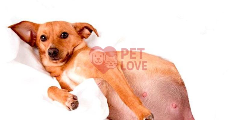 chó có thai bao lâu