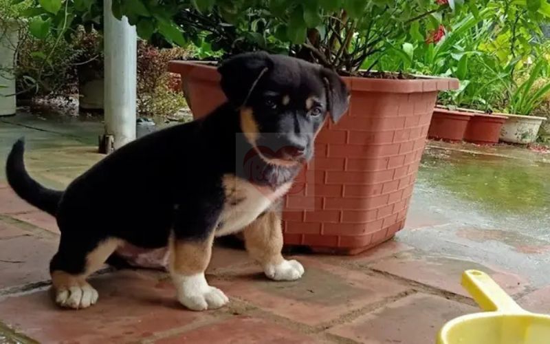 Black dog with white paws