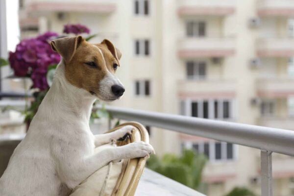 dog-breeds-for-apartments