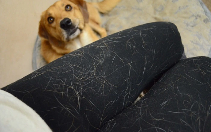 How to Remove Dog Hair