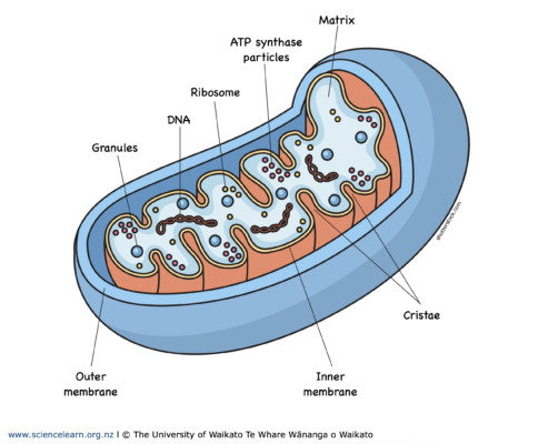 the-mitochondrion