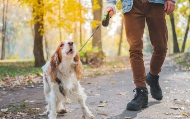How to Stop Dog Barking