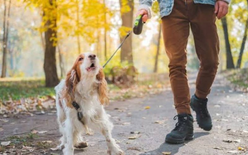 How to Stop Dog Barking