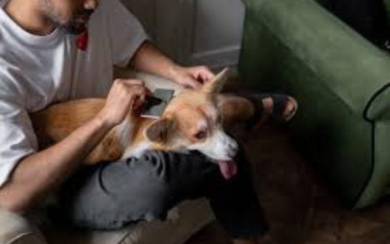 How to Stop Dog Shedding: Practical Tips That Actually Work
